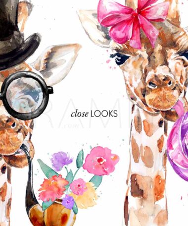Giraffes