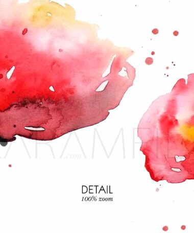 Poppies